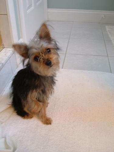 Morkie yavrusu 1