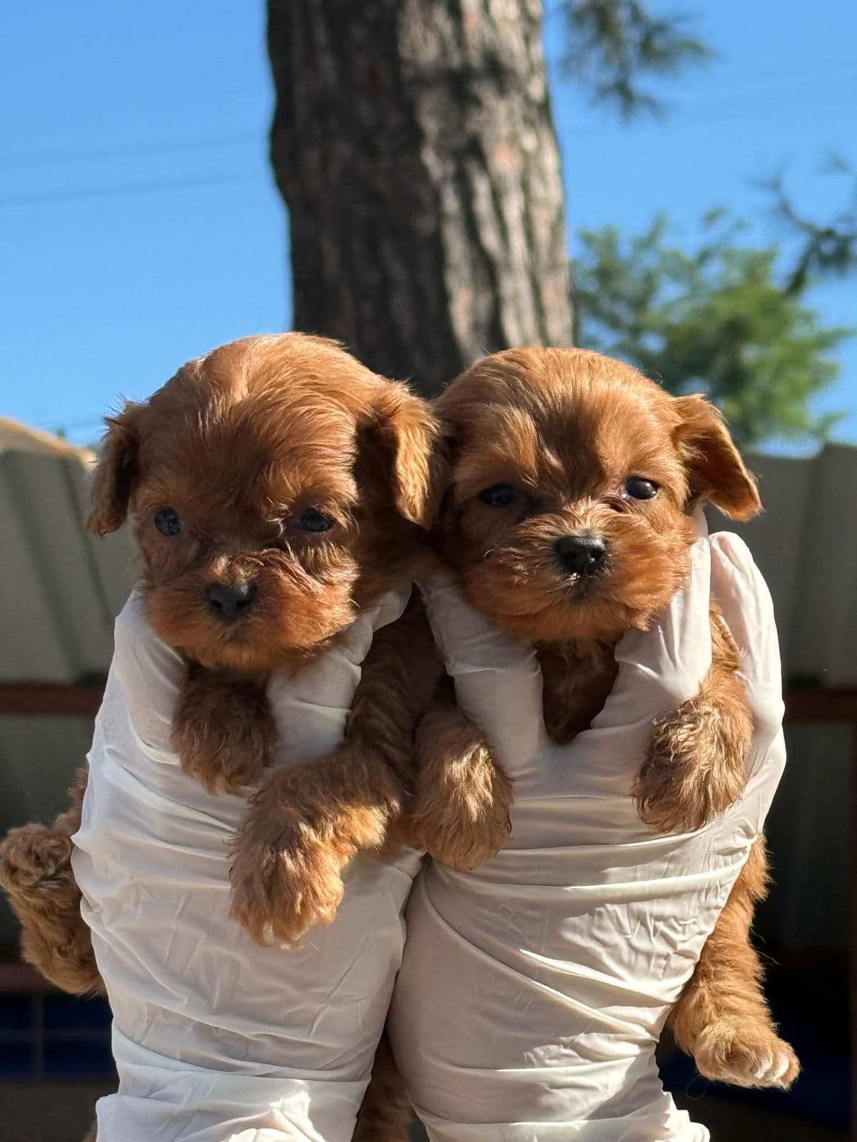 Cavalier King Charles