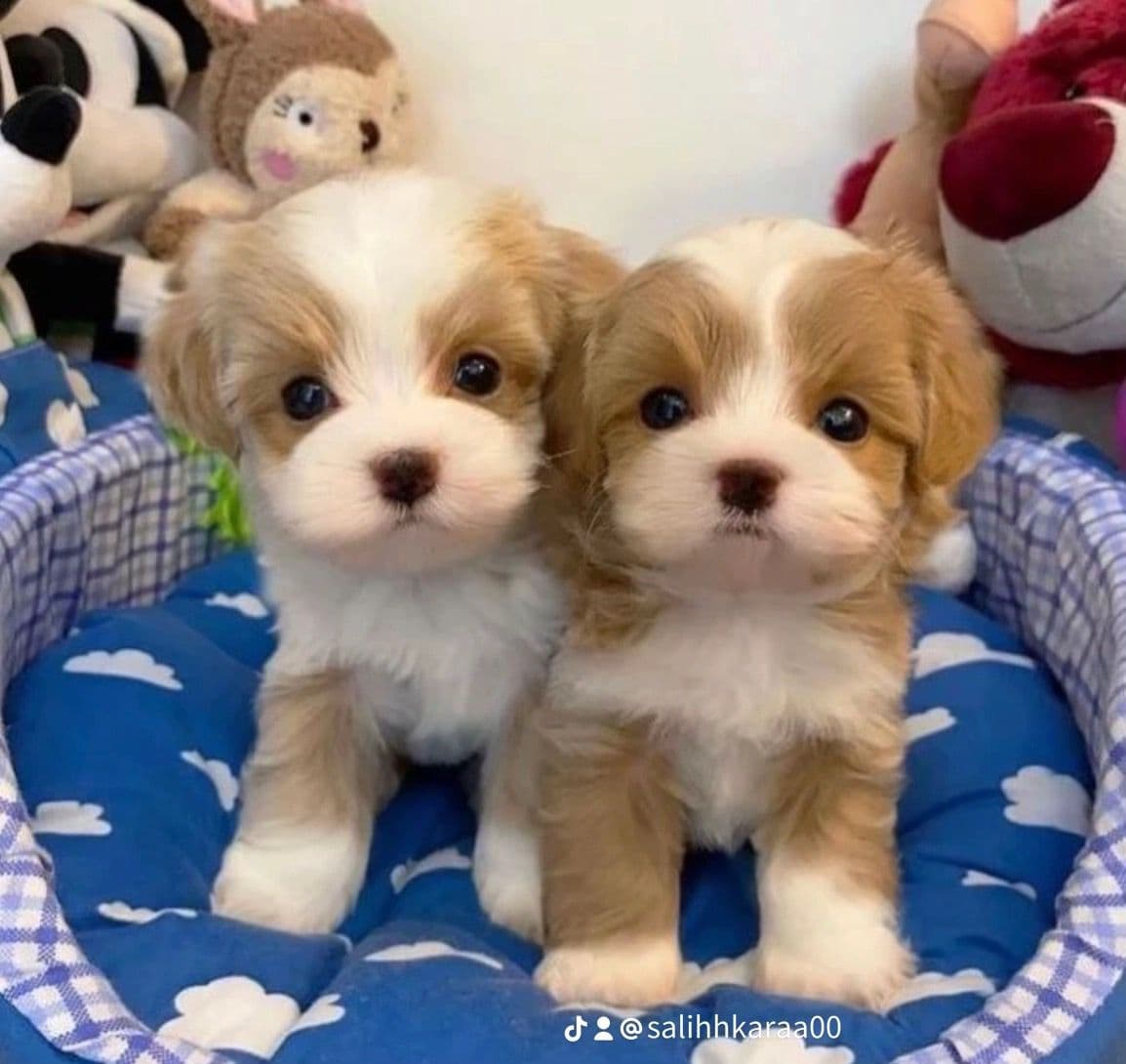 Cavalier King Charles