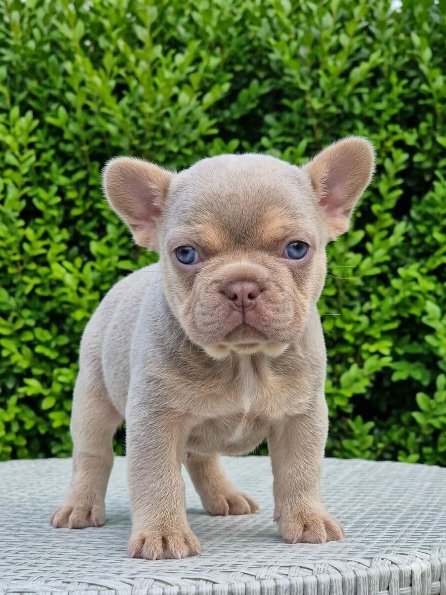 French Bulldog