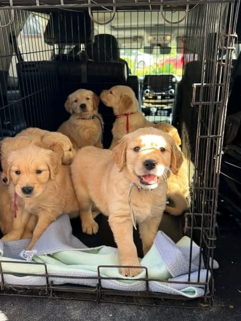 Golden Retriever