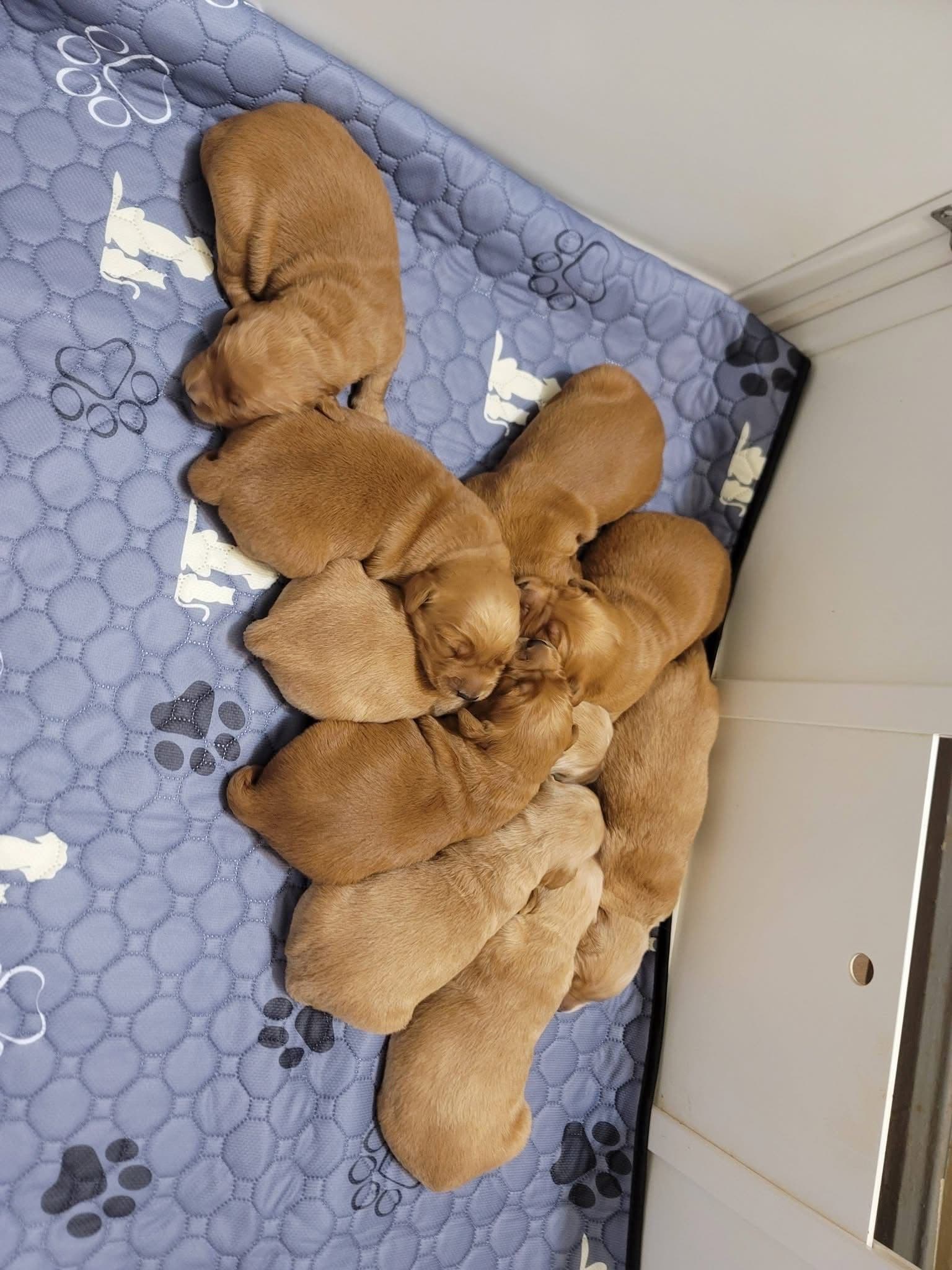 Golden Retriever