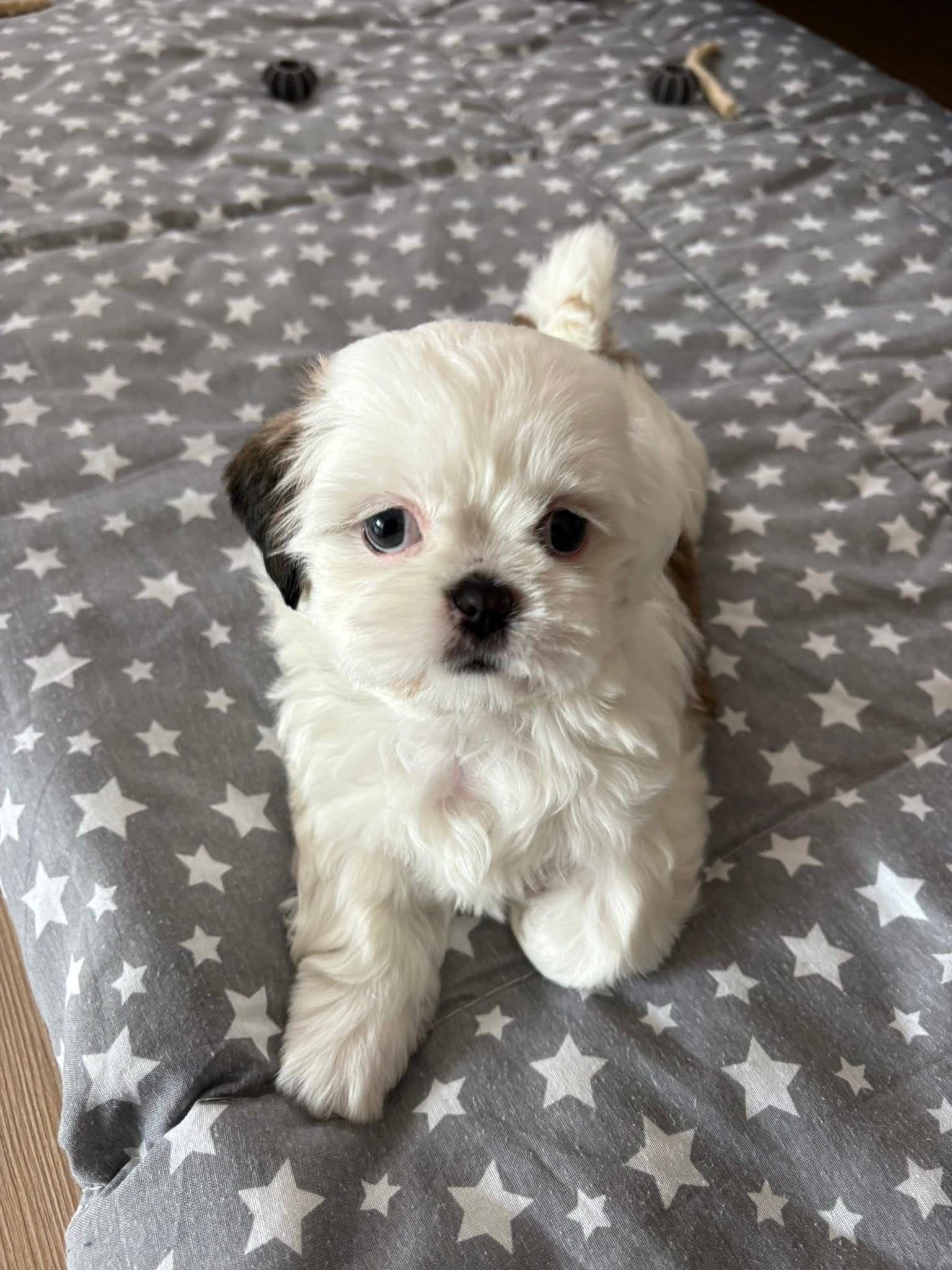 Maltese Terrier
