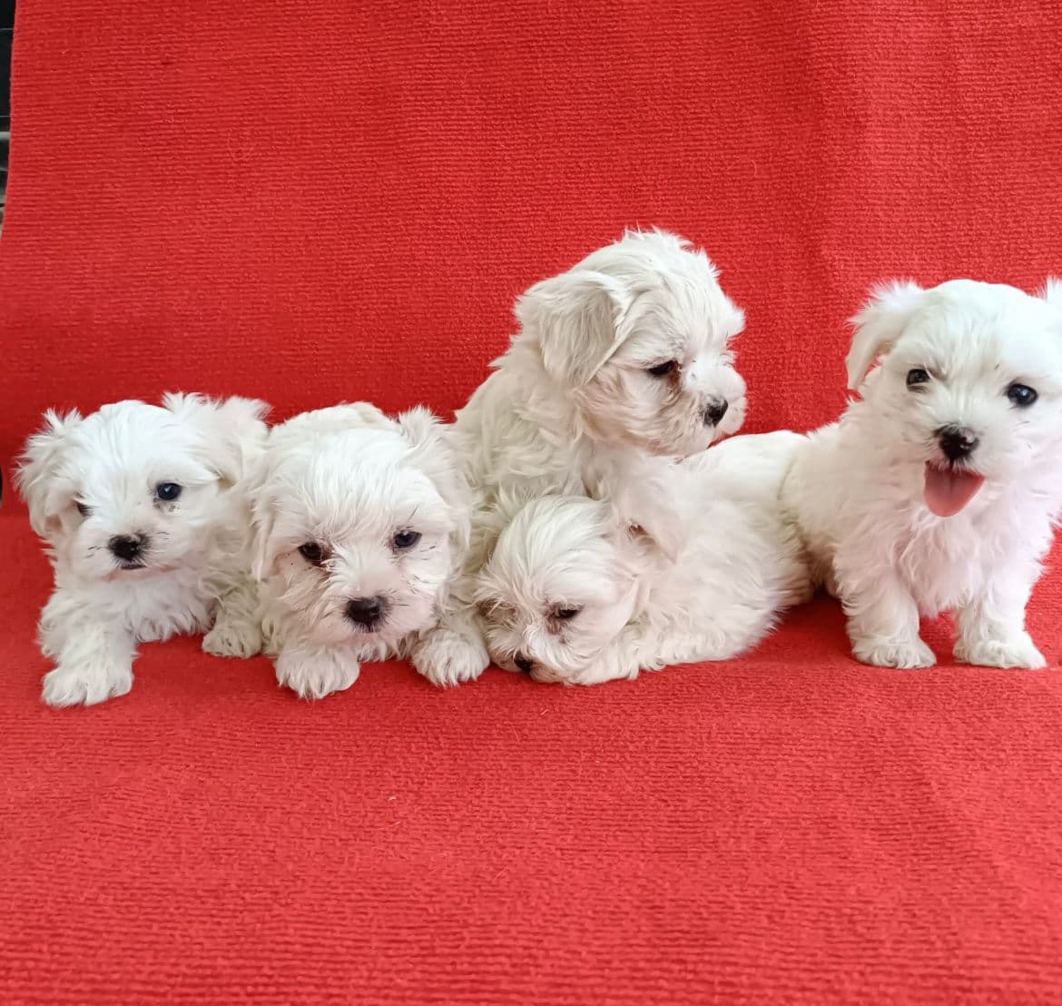 Maltese Terrier