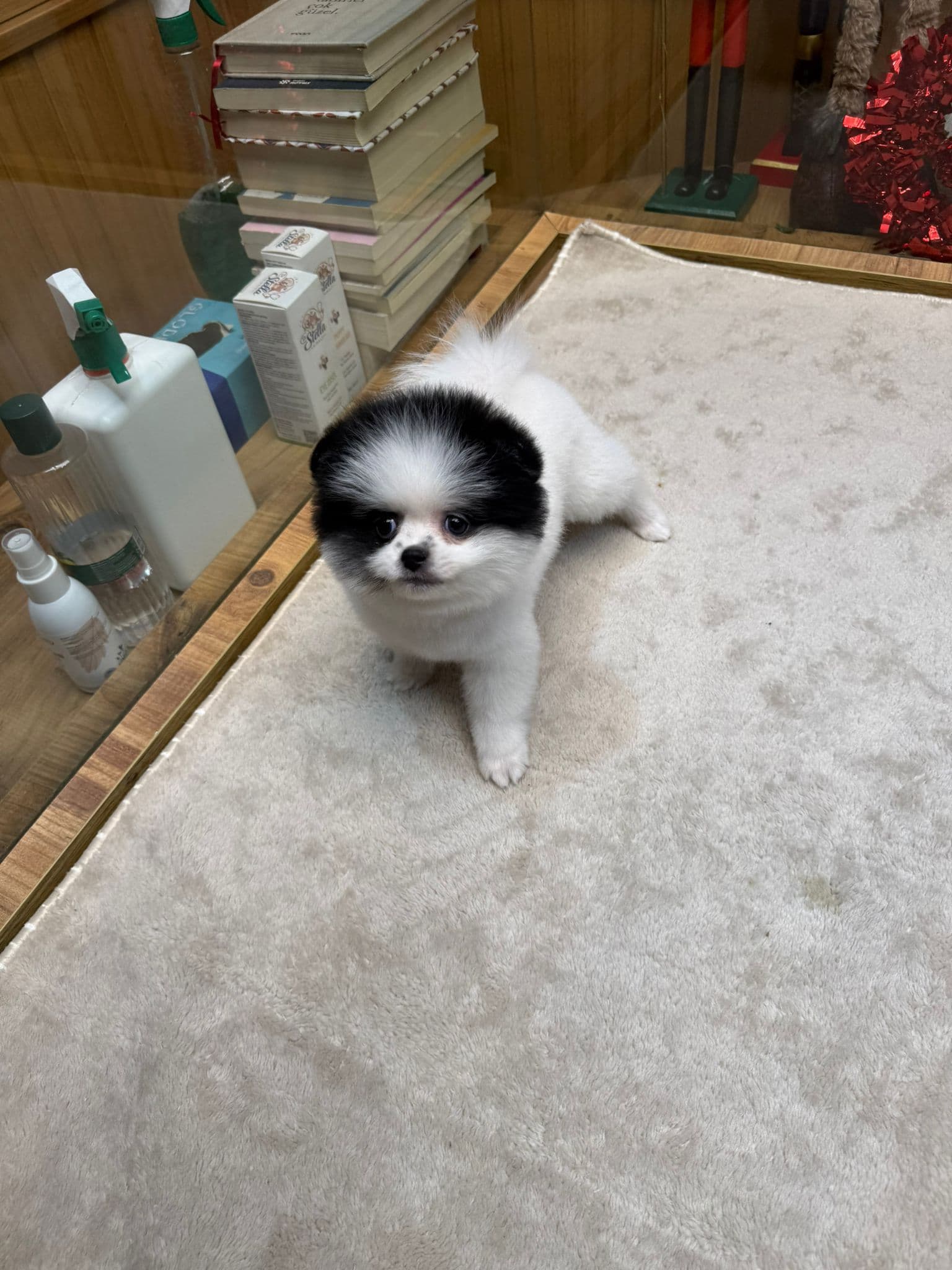 Pomeranian Boo