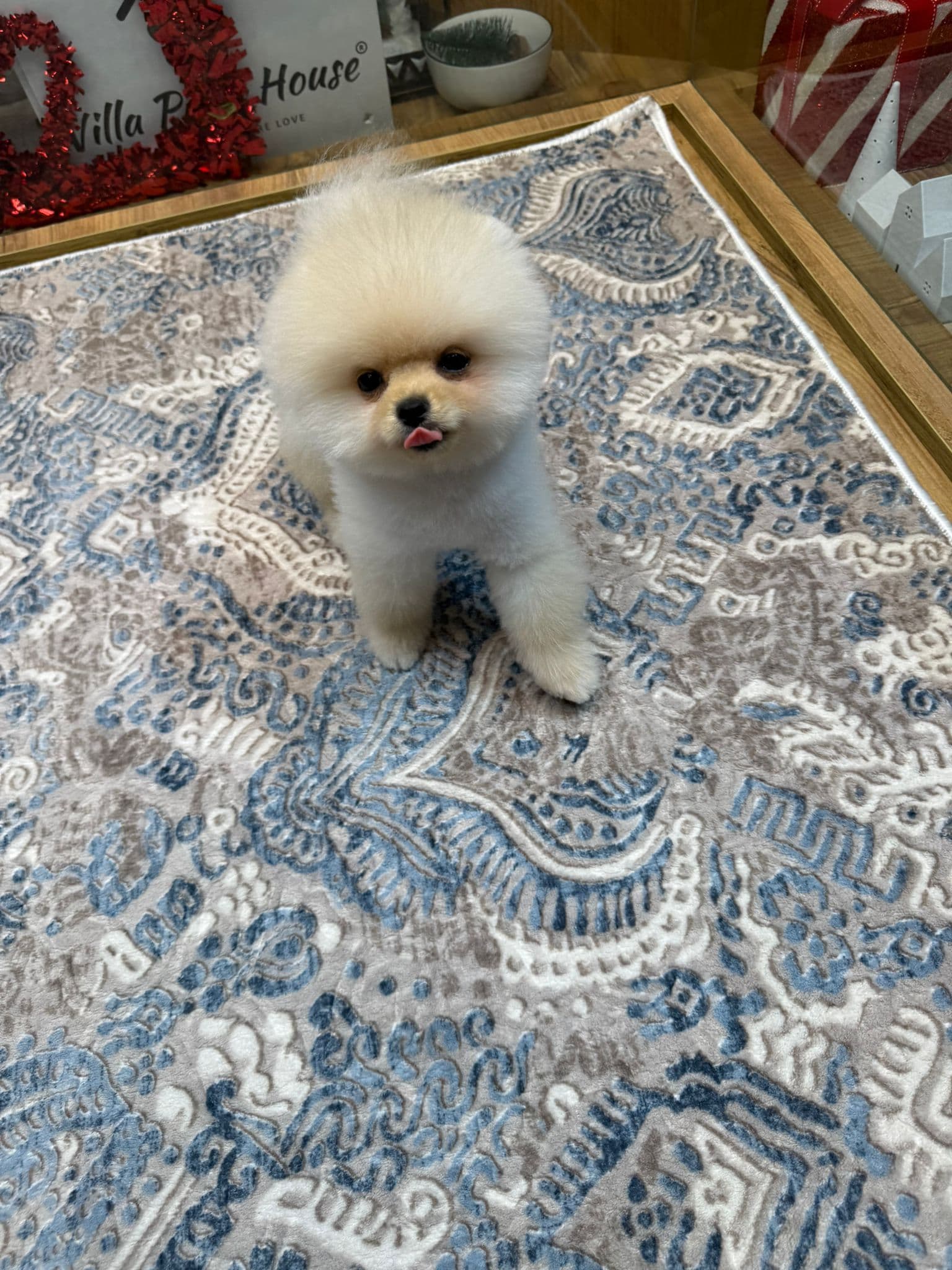 Pomeranian Boo