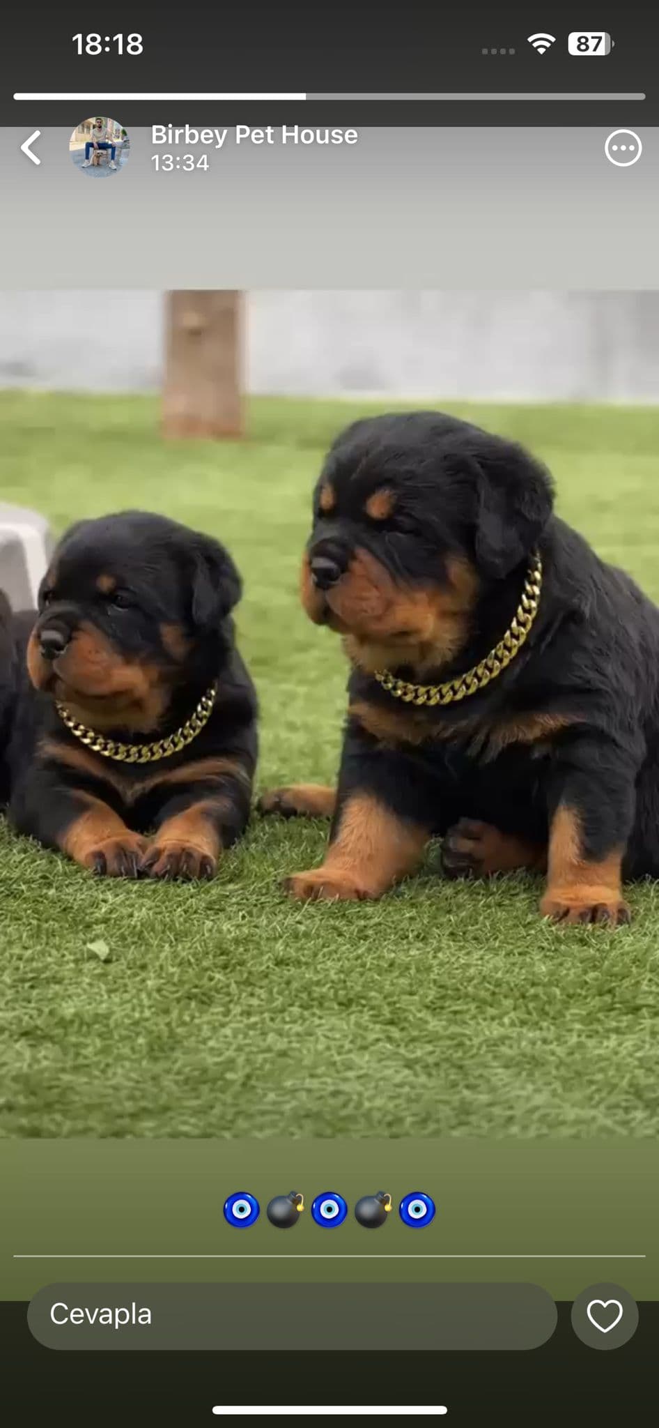 Rottweiler