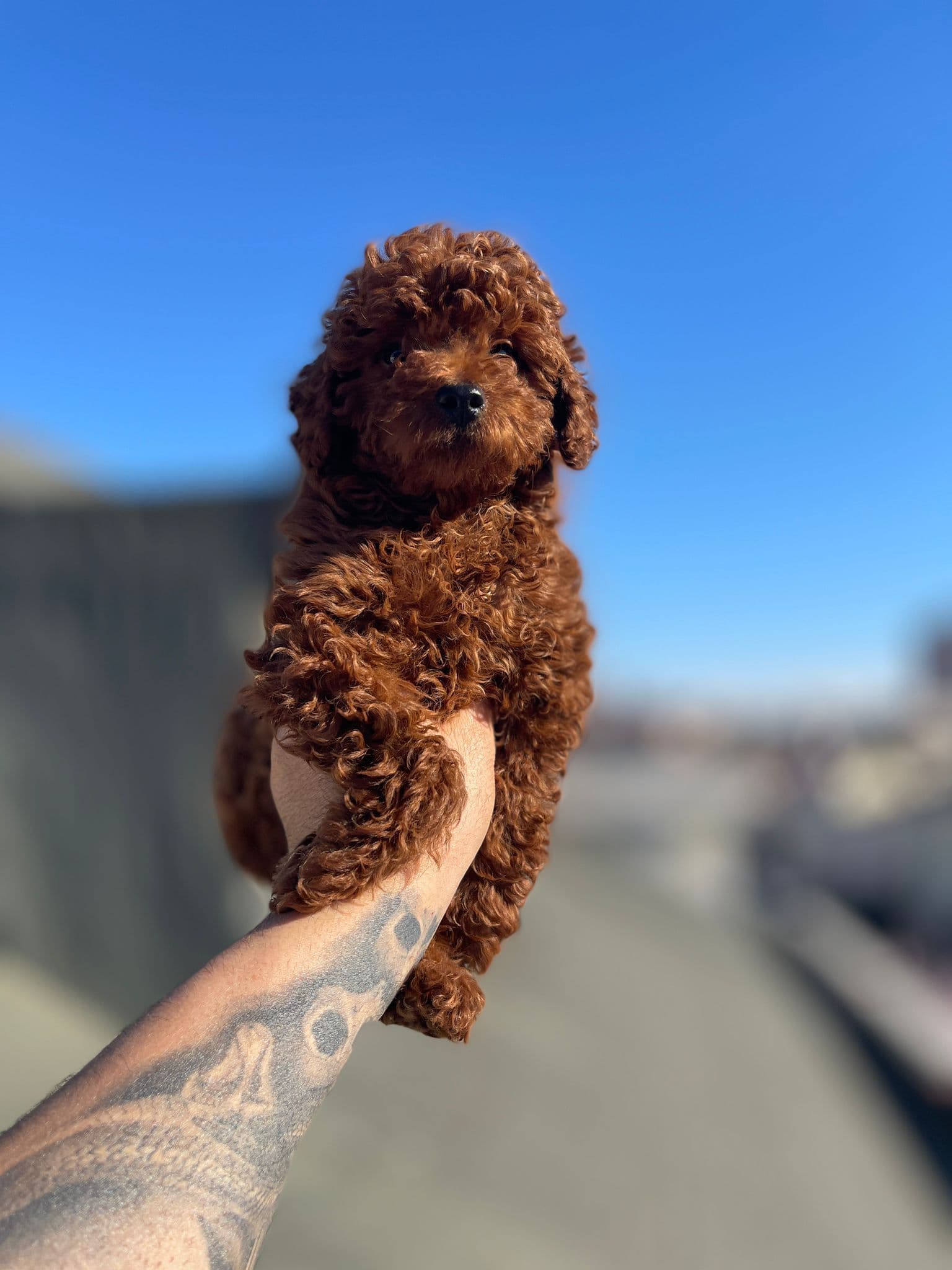Toy Poodle