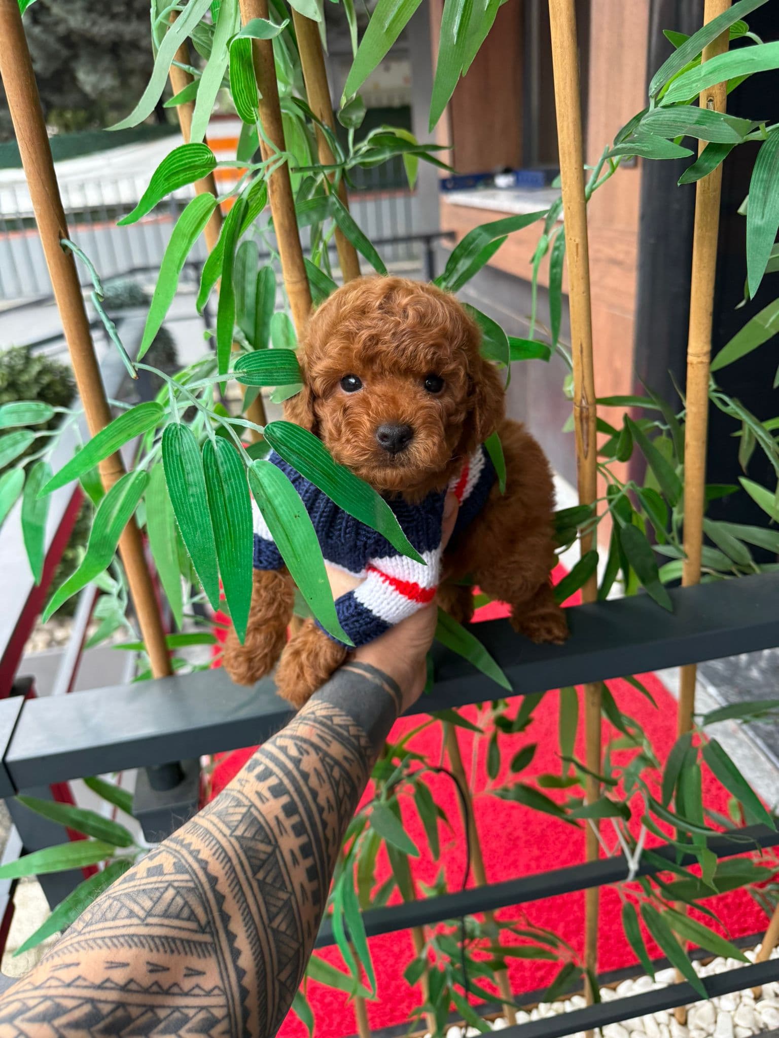Toy Poodle