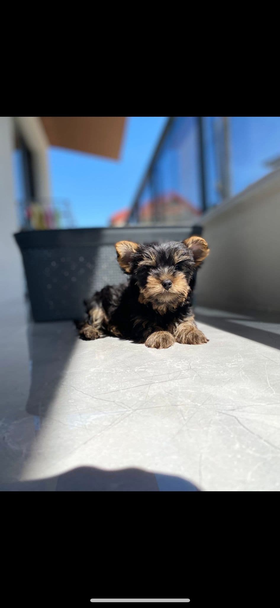Yorkshire Terrier